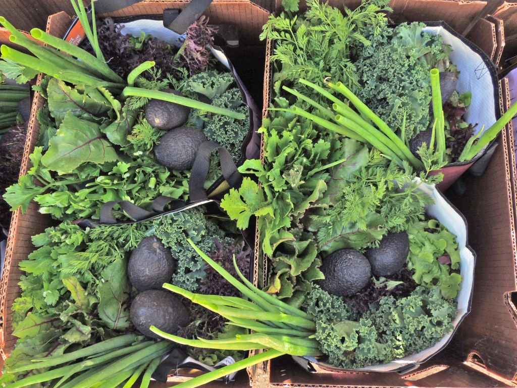CSA bags at the BUG farm stand