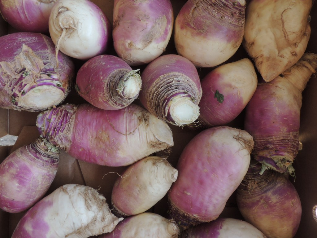 Turnips at the BUG farm stand