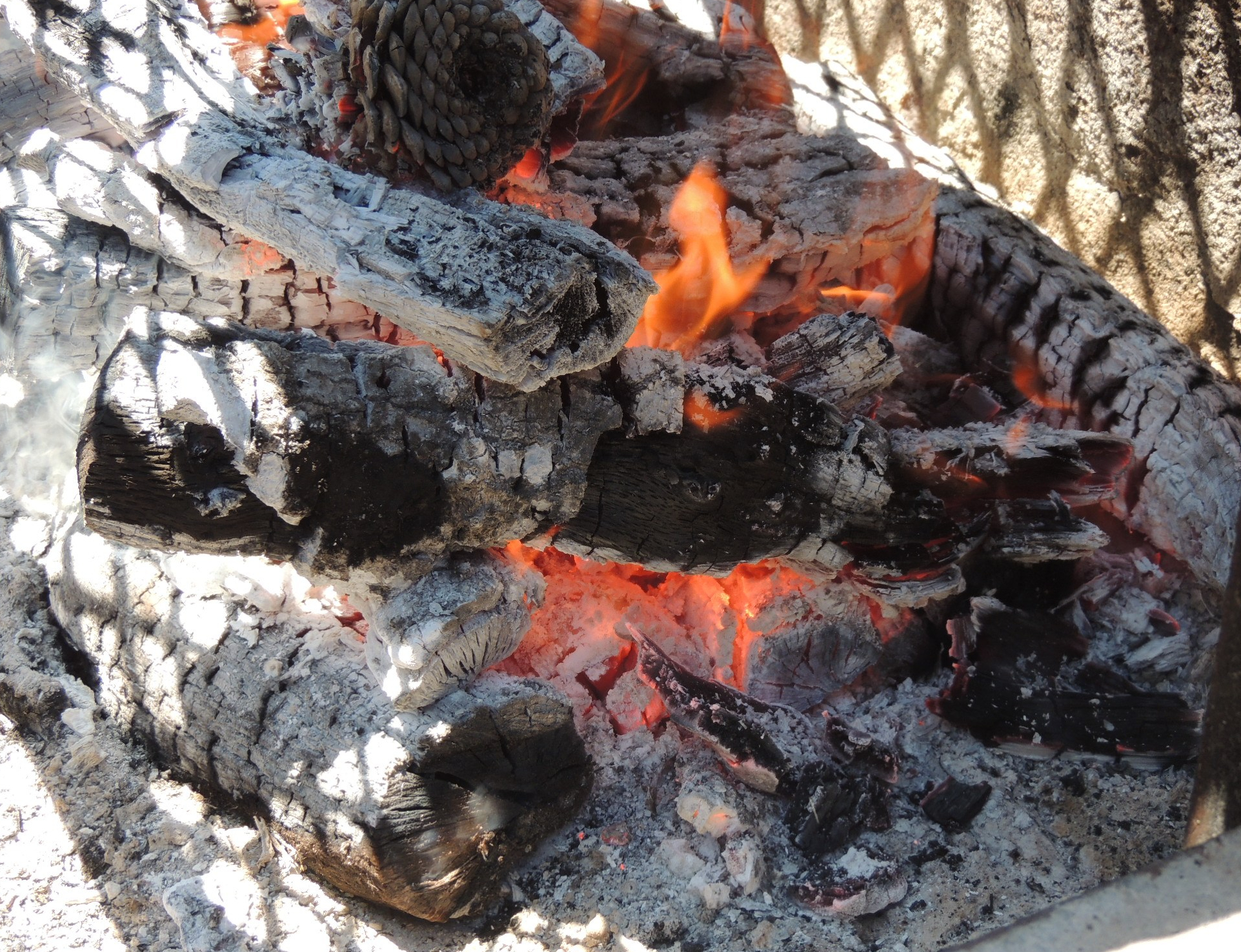 A hot red oak fire