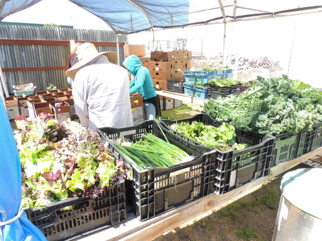 Packing the CSA boxes at Blosser