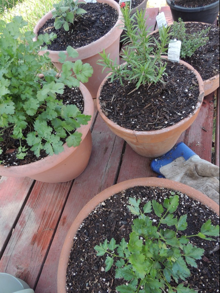 Herb Garden