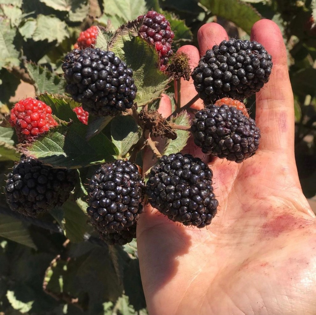 Fresh Blackberries