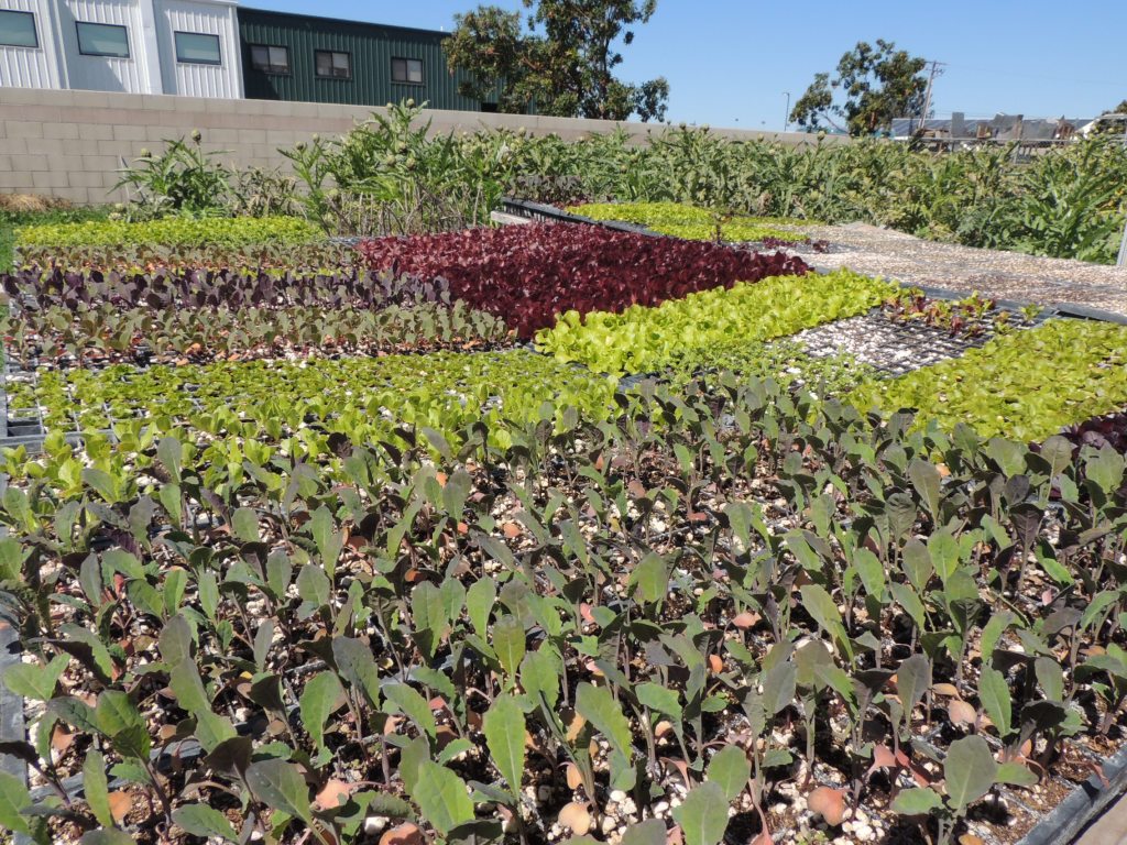 Artichokes and seedlings