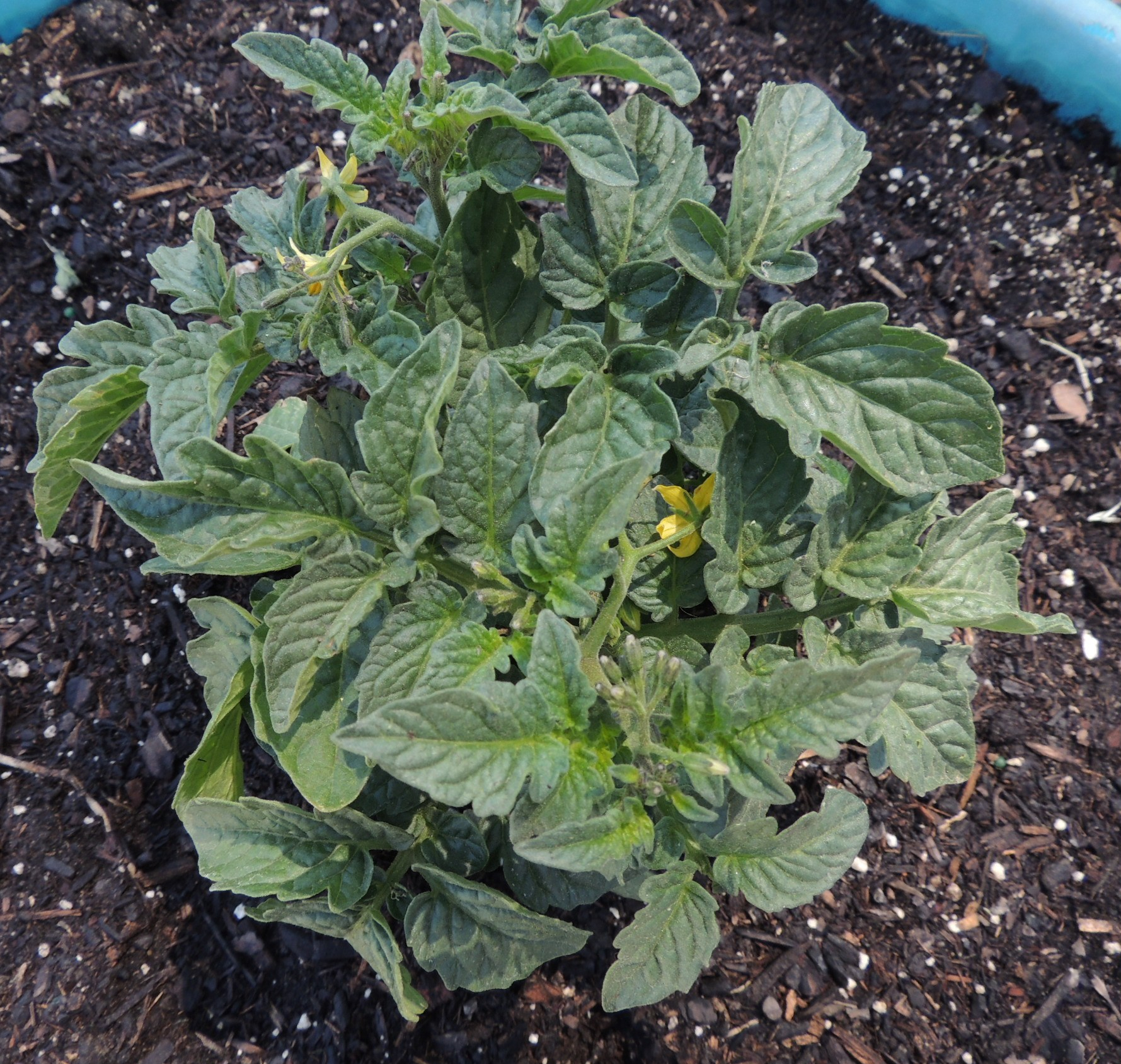 Tomato plant