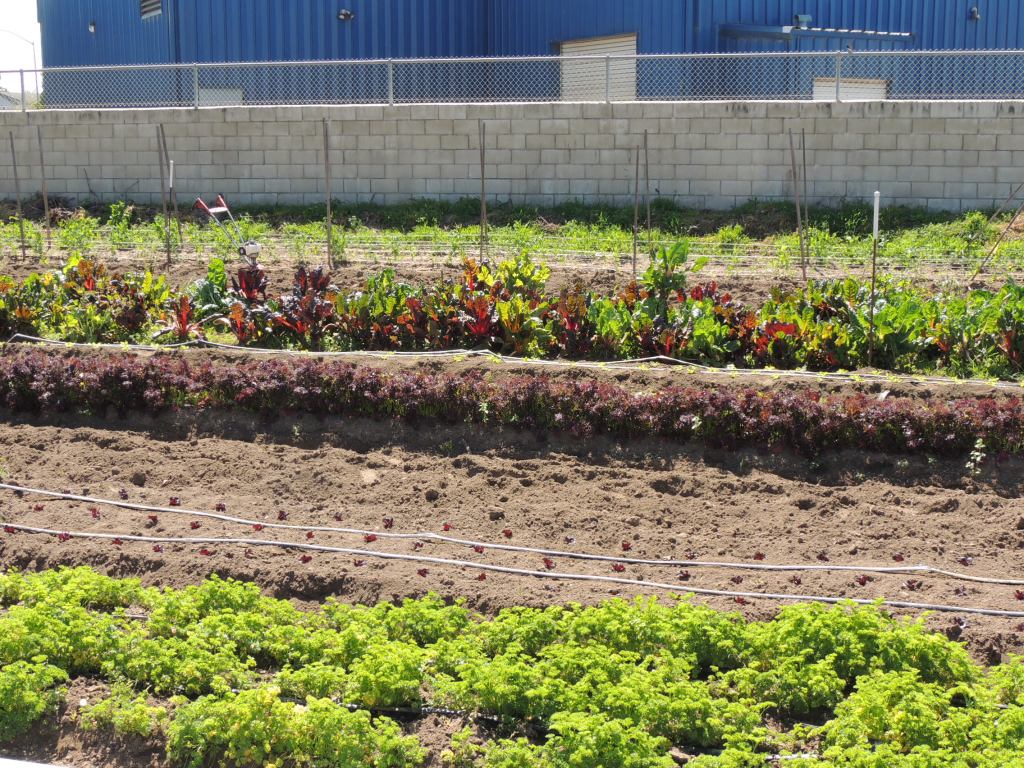Blosser Urban Garden fields