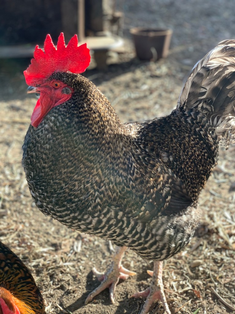 Kyle the Rooster